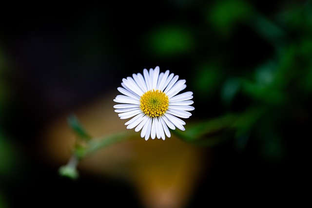 「希望」という花言葉の通り、太陽の光を浴びて明るく咲く黄色の芯が特徴のデイジー