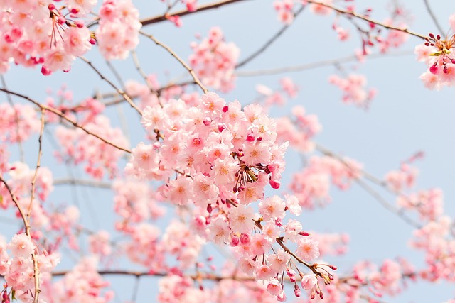 「精神の美」や「門出」を象徴する、青空に映える満開の美しい桜
