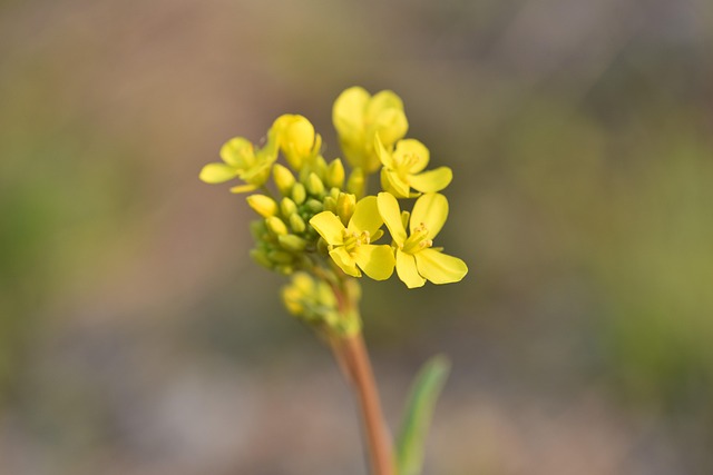 菜の花や蕗の薹など、春のデトックス食材を使った和食のイメージ