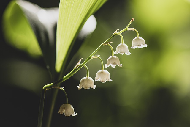 「幸福の再来」を象徴する、春の光に包まれた可憐で純粋なスズランの花