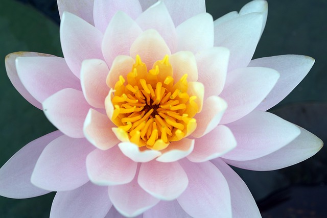 泥の中から美しく咲くピンク色のハスの花。安らぎと浄化のイメージ