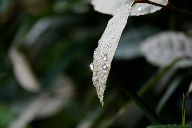雪が雨に変わり、大地を潤す二十四節気の「雨水」のイメージ