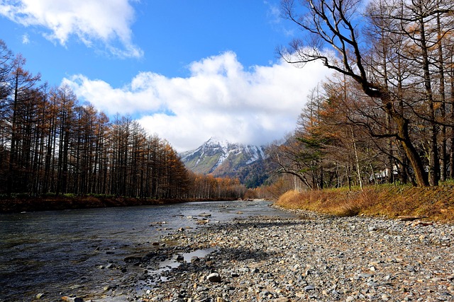 雨水の時期に旬を迎える、生命力あふれる山菜